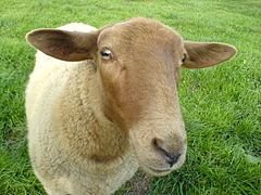 240px-Sheep_Shaf_Mouton.JPG.jpg