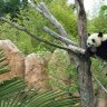 Pandakamit